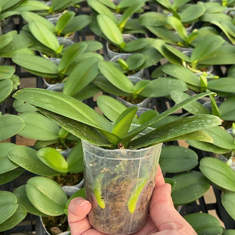 Phal. Younghome Taro bobo - 2.5 inch plant size reference