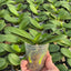 Phal. Younghome Taro bobo - 2.5 inch plant size reference