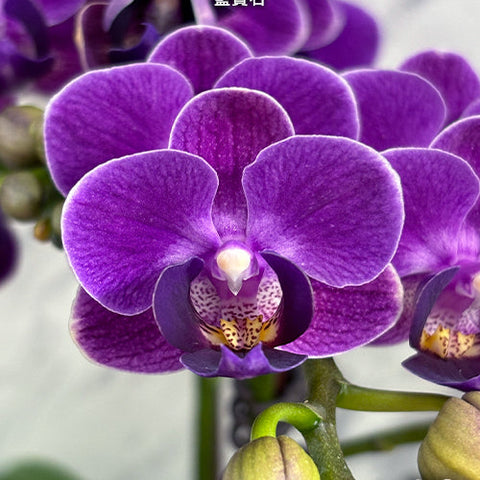 Phal. Reyoung Ultra Violet - square crop