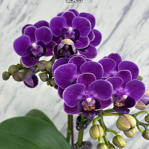 Phal. Reyoung Ultra Violet - flower 2 - square crop