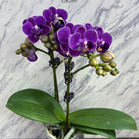 Phal. Reyoung Ultra Violet - flower 3 - square crop
