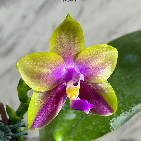 Phal. Meidarland Kaiulani 'Yellow Lion' - flower 2 - square crop