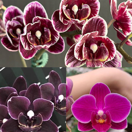[Bare-root][Import AS-IS] #PA# Phal. Miki Black Angel '364' 美琪黑天使 '364' [2.5" BS][Oct Preorder 26]