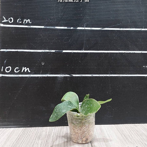 Platy. unknown hybrid 'FongSiQi QQ' sporeling - 1.7 inch plant size reference - square crop