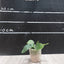 Platy. unknown hybrid 'FongSiQi QQ' sporeling - 1.7 inch plant size reference - square crop