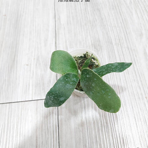 Platy. unknown hybrid 'FongSiQi QQ' sporeling - 1.7 inch plant size reference 2 - square crop