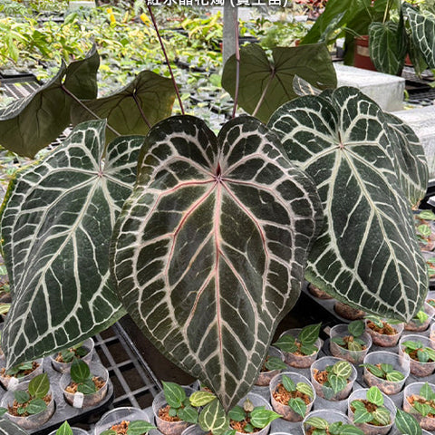 [Bare-root][Import AS-IS] #TP# Anthurium Red crystallinum × sib 紅水晶花燭 (實生苗) [1.7" pot][Sept Preorder 26]
