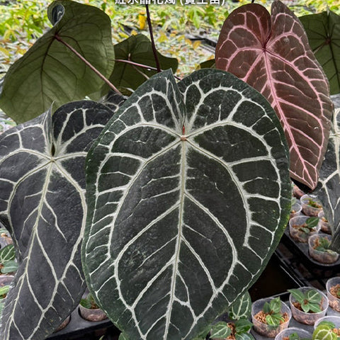 [Bare-root][Import AS-IS] #TP# Anthurium Red crystallinum × sib 紅水晶花燭 (實生苗) [1.7" pot][Sept Preorder 26]