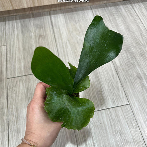 Platy. ellisii - 1.7 inch plant size reference 2 - square crop