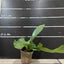 Platy. ellisii - 1.7 inch plant size reference - square crop