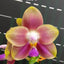 Phal. Joy Spring Canary 'Orange' - square crop