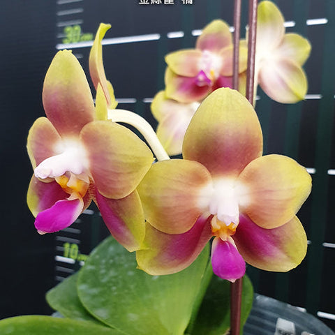 Phal. Joy Spring Canary 'Orange' - flower 2 - square crop