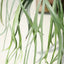 Platy. willinckii cv. Little Lanna (TC) - photo 2 - square crop