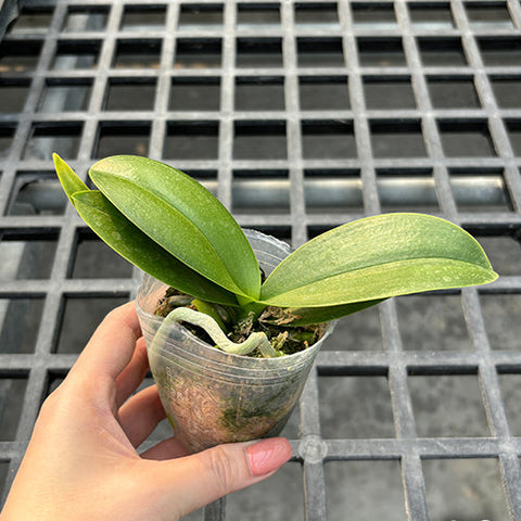 Phal. Sogo Elegance '70475' - 2.5 inch plant size reference - square crop