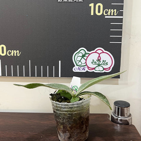 Platy. veitchii - 1.7 inch plant size reference 2 - square crop