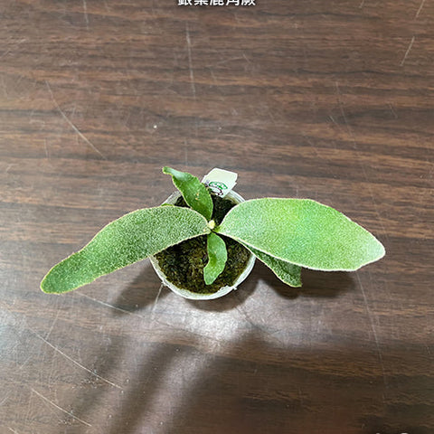 Platy. veitchii - 1.7 inch plant size reference - square crop