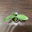 Platy. veitchii - 1.7 inch plant size reference - square crop