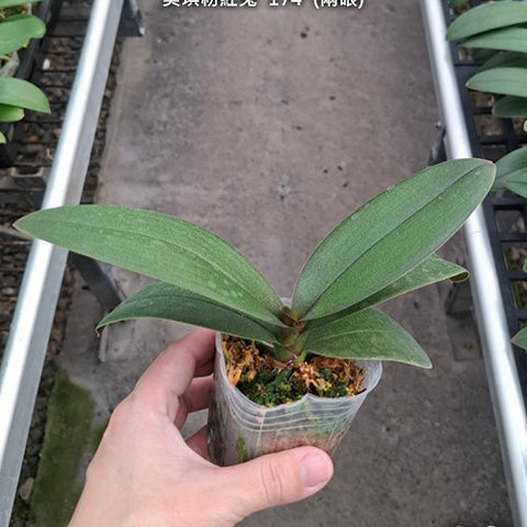 Phal. Miki Pink Rabbit '174' - 2.5 inch plant size reference - square crop