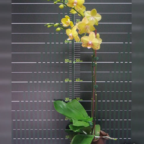 Phal. Jiuhbao Queen Diamond - flower 4 - square crop
