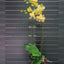 Phal. Jiuhbao Queen Diamond - flower 4 - square crop