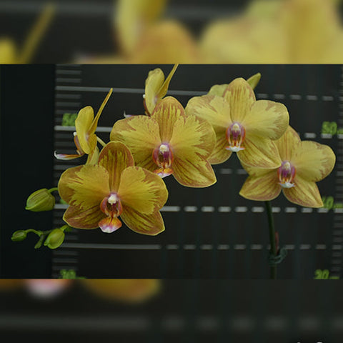 Phal. Jiuhbao Queen Diamond - flower 3 - square crop
