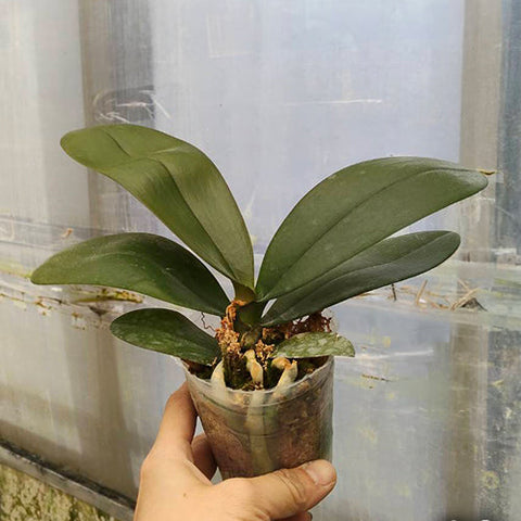 Phal. Jiuhbao Queen Diamond - 2.5 inch plant size reference - square crop