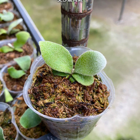 Platy. Elsa - 2 inch plant size reference 2 - square crop