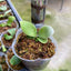 Platy. Elsa - 2 inch plant size reference 2 - square crop