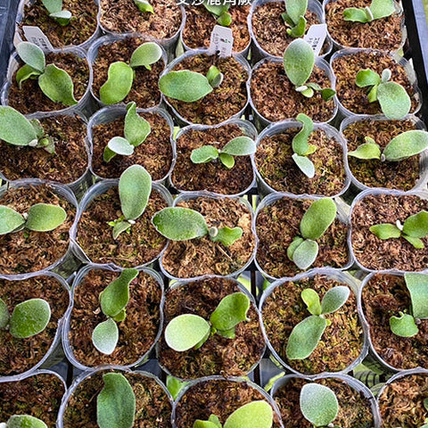 Platy. Elsa - 2 inch plant size reference - square crop