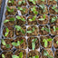 Platy. willinckii cv. Little Lanna (TC) - 2 inch plant size reference - square crop