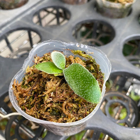 Platy. willinckii cv. Little Lanna (TC) - 2 inch plant size reference 2 - square crop