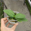 Phal. Memoria Val Rettig 'Violet' - 2.5 inch plant size reference - square crop
