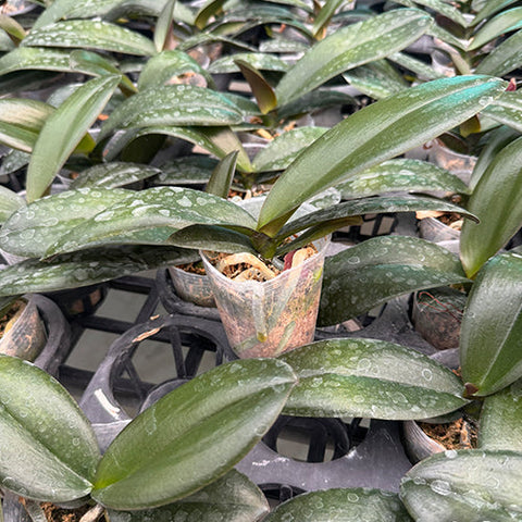 Phal. Yitong Ping Pong Girl - 2.5 inch plant size reference - square crop