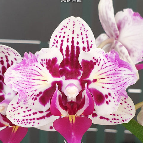 Phal. Dream Paradise - square crop