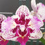 Phal. Dream Paradise - square crop