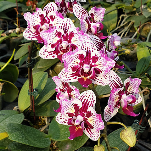 Phal. Dream Paradise - flower 3 - square crop