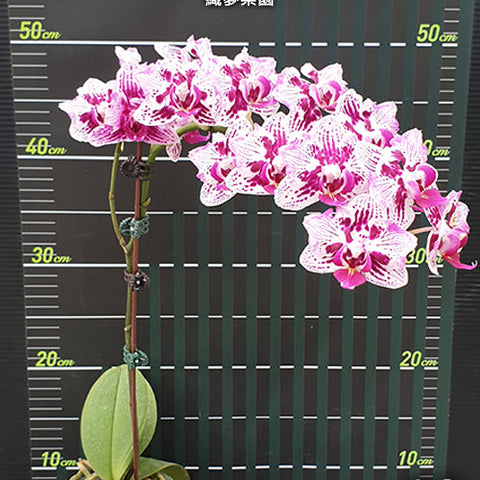 Phal. Dream Paradise - flower 2 - square crop