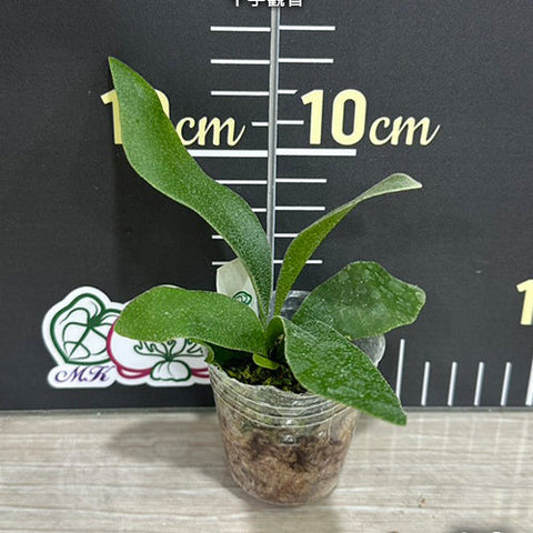 Platy. SS Foong - 1.7 inch plant size reference - square crop