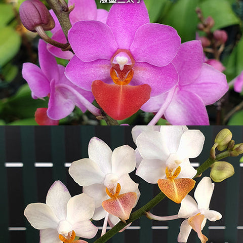Phal. Liu's Triprince 'Splash' - flower 4 - square crop