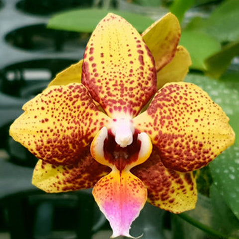 Phal. Allura 'Jimbo' - flower 2