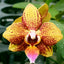 Phal. Allura 'Jimbo' - flower 2