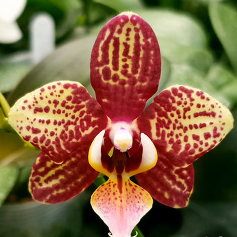 Phal. Allura 'Jimbo'