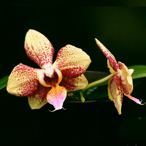 Phal. Allura 'Jimbo' - flower 3