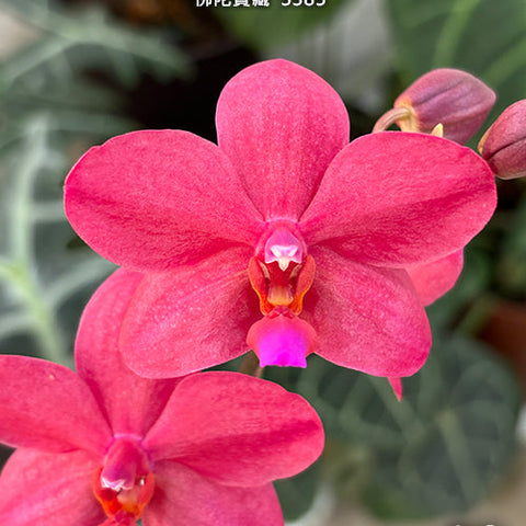 Phal. Buddha's Treasure '3385' - flower 4 - square crop