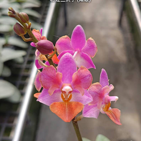 Phal. Liu's Triprince 'Pink' - flower 6 - square crop