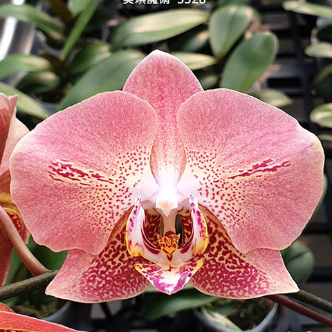 Phal. Leco Fantastic '3328' - flower 4 - square crop