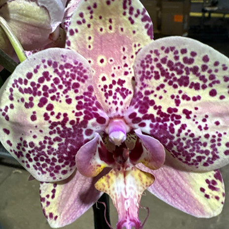 [Bare-root][Import AS-IS] #PA# Phal. SOGO Magia [2.5" BS][Oct Preorder 26]