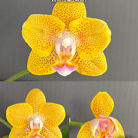 Phal. Cheese Burnt Cream (2 eyes) - square crop