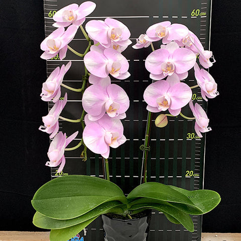 Phal. Charming Silk - flower 2 - square crop