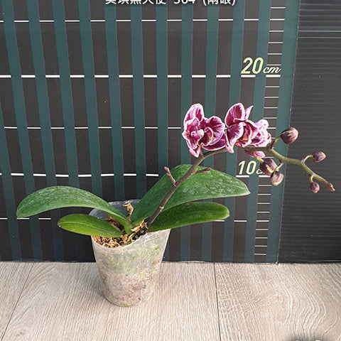 Phal. Miki Black Angel '364' (peloric - 2 eyes) - square crop